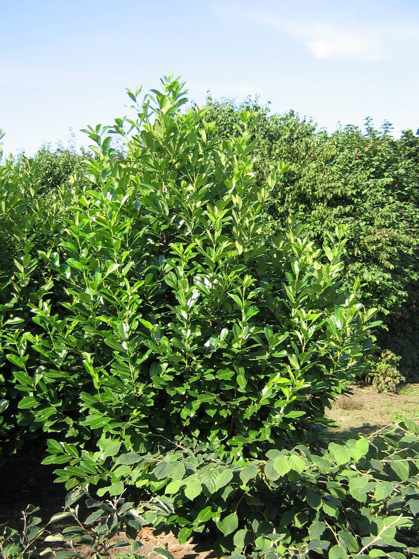 Prunus laurocerasus Rotundifolia_07